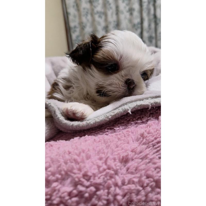 販売中の福岡県のシーズー-449801の2枚目