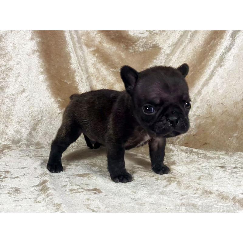 販売中の宮城県のフレンチブルドッグ-449802の3枚目