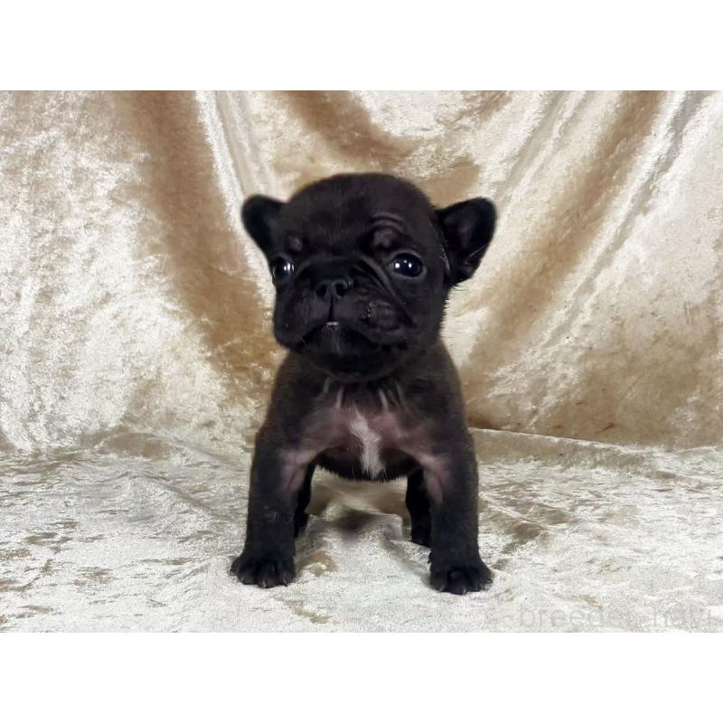 販売中の宮城県のフレンチブルドッグ-449802の2枚目