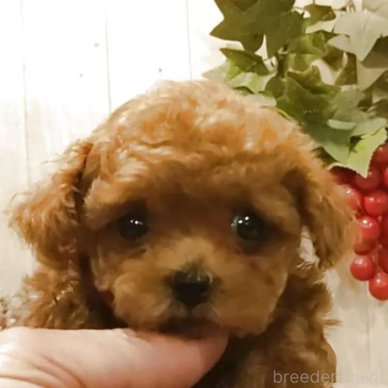 販売中の愛知県のティーカッププードル-449803