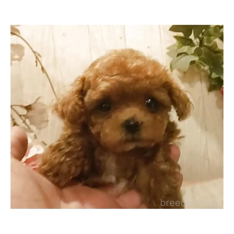 販売中の愛知県のティーカッププードル-449803の5枚目