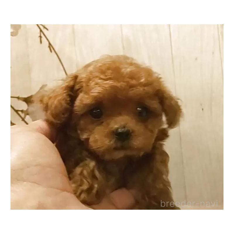 販売中の愛知県のティーカッププードル-449803の4枚目