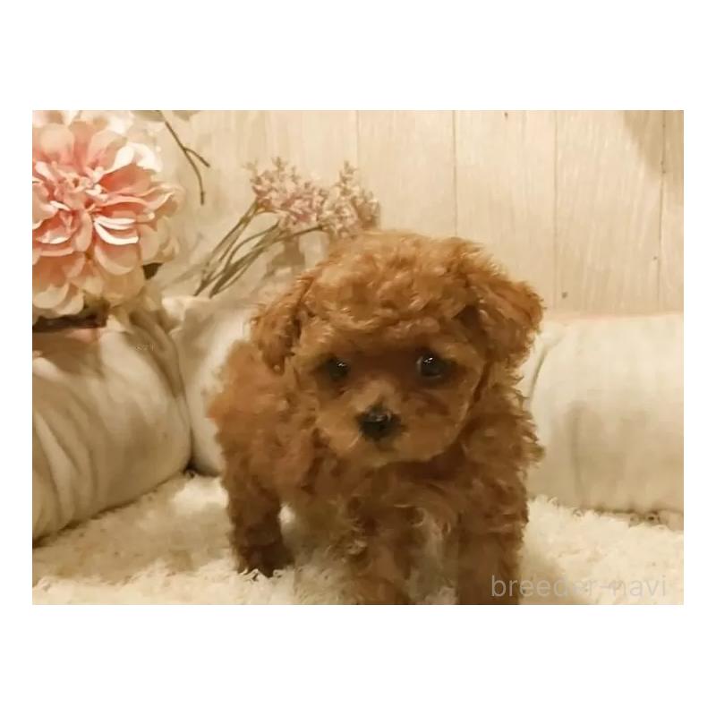 販売中の愛知県のティーカッププードル-449803の3枚目