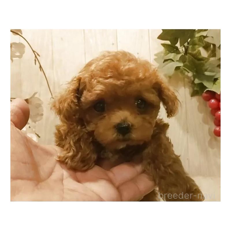 販売中の愛知県のティーカッププードル-449803の2枚目