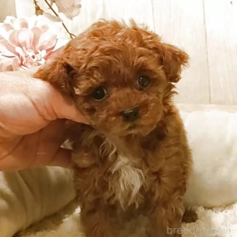 販売中の愛知県のティーカッププードル-449804の6枚目