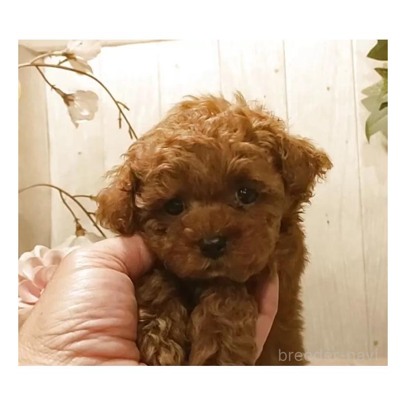 販売中の愛知県のティーカッププードル-449804の5枚目