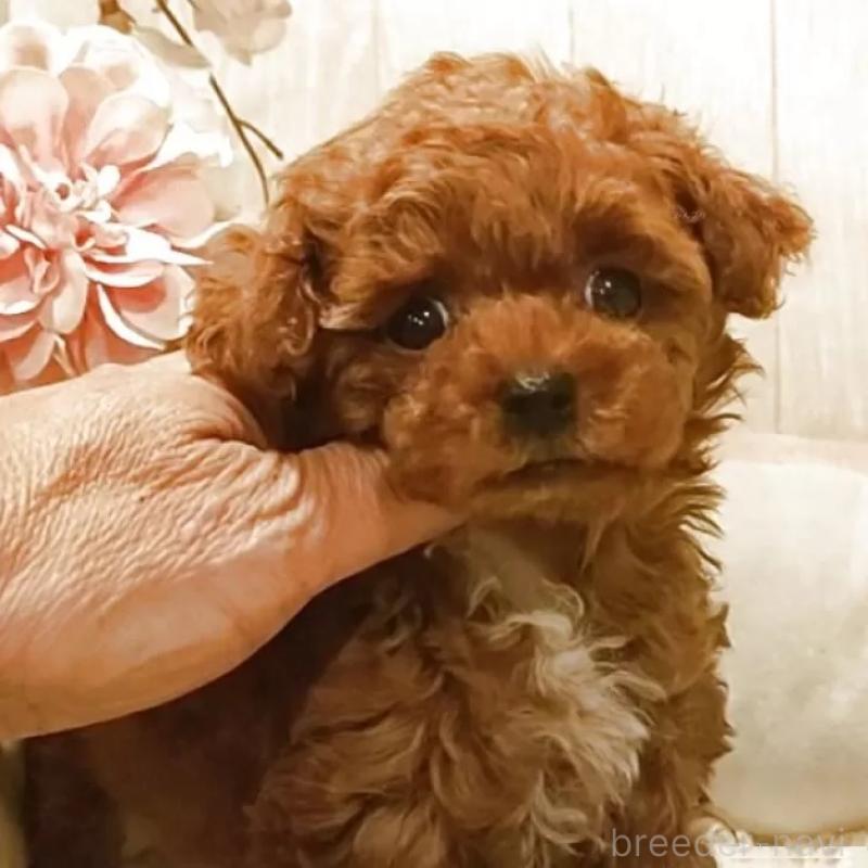 販売中の愛知県のティーカッププードル-449804の4枚目