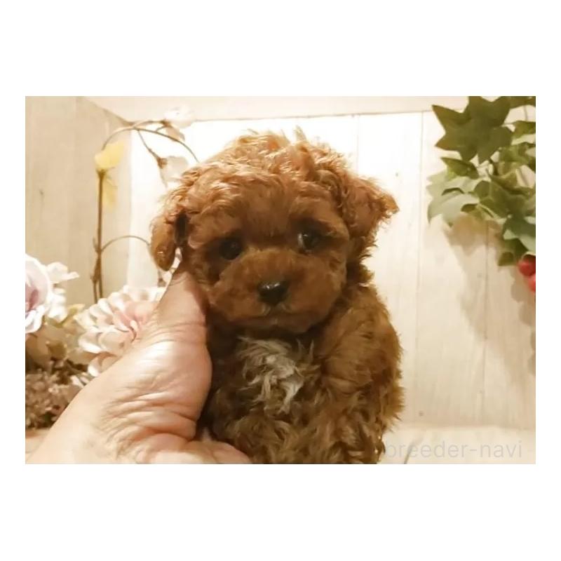 販売中の愛知県のティーカッププードル-449804の3枚目