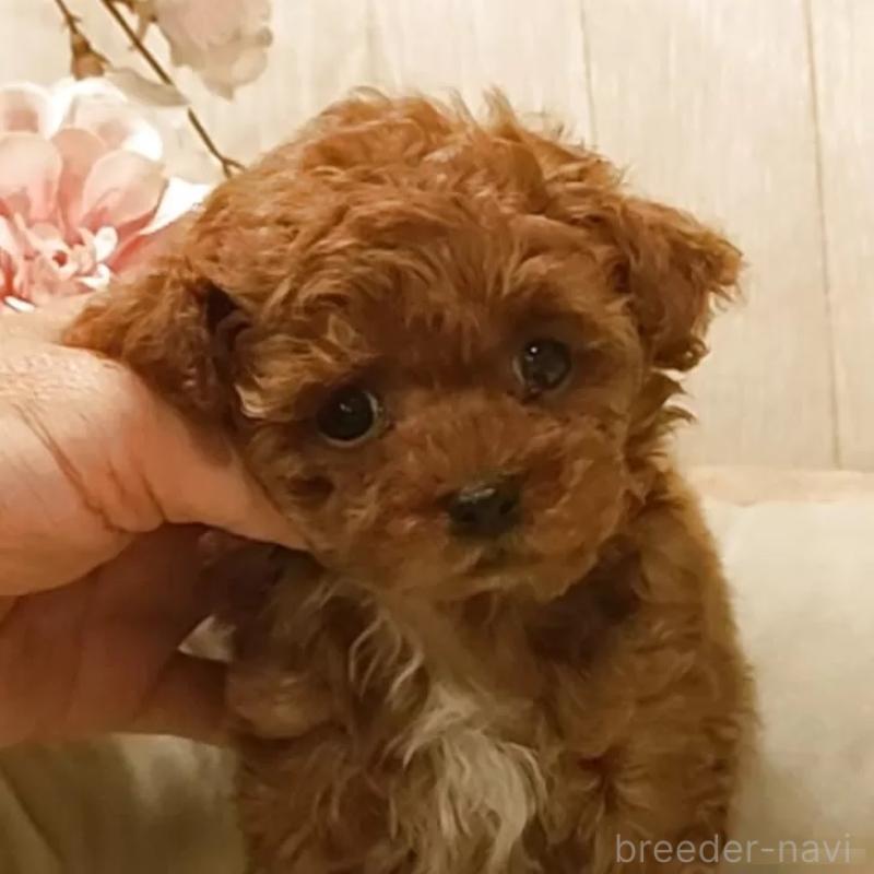 販売中の愛知県のティーカッププードル-449804の2枚目