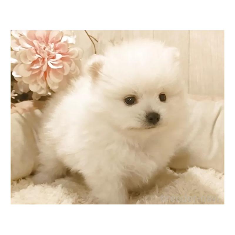 販売中の愛知県のポメラニアン-449805の8枚目