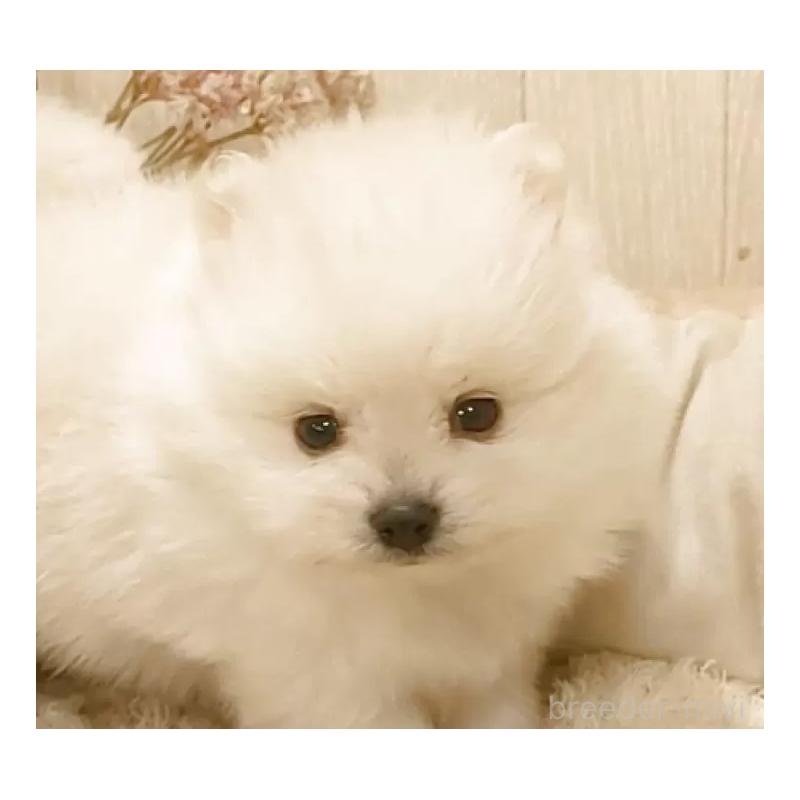 販売中の愛知県のポメラニアン-449805の7枚目