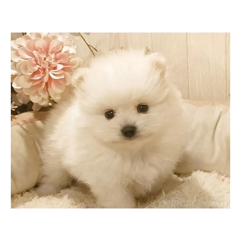 販売中の愛知県のポメラニアン-449805の5枚目