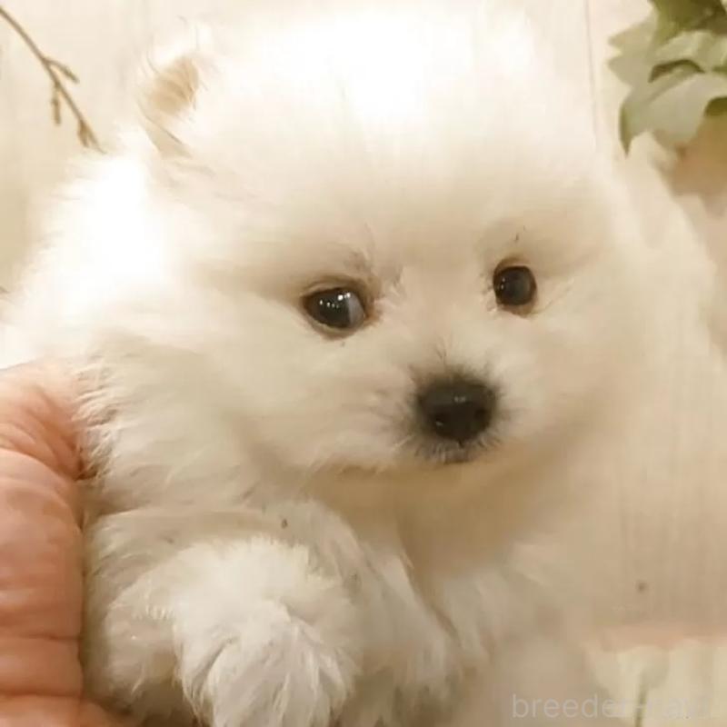 販売中の愛知県のポメラニアン-449805の4枚目