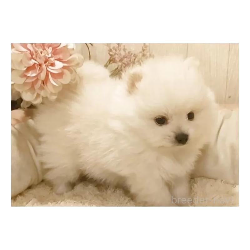 販売中の愛知県のポメラニアン-449805の3枚目