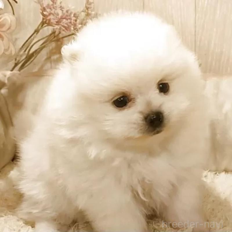 販売中の愛知県のポメラニアン-449806の1枚目