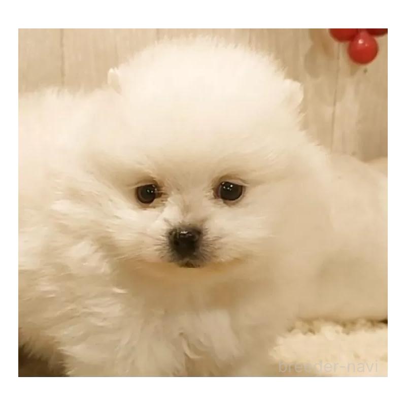 販売中の愛知県のポメラニアン-449806の8枚目