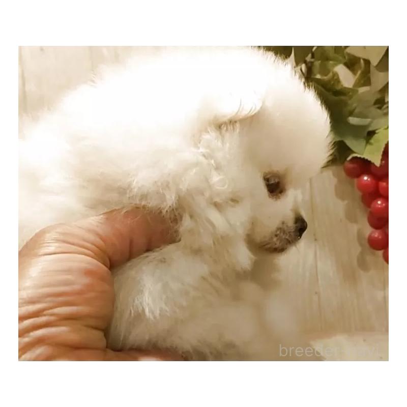 販売中の愛知県のポメラニアン-449806の7枚目