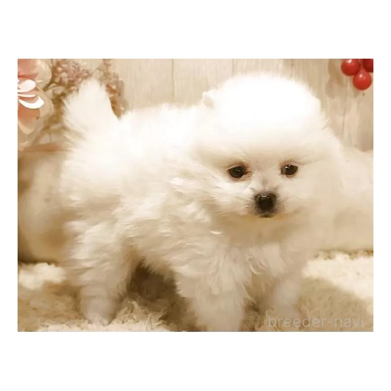 販売中の愛知県のポメラニアン-449806の6枚目