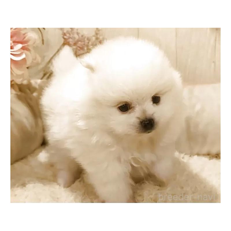 販売中の愛知県のポメラニアン-449806の5枚目