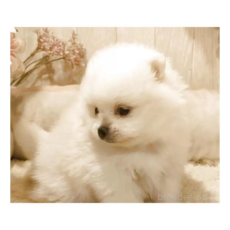 販売中の愛知県のポメラニアン-449806の4枚目