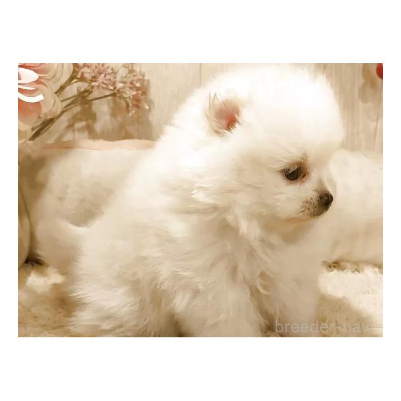 販売中の愛知県のポメラニアン-449806の3枚目