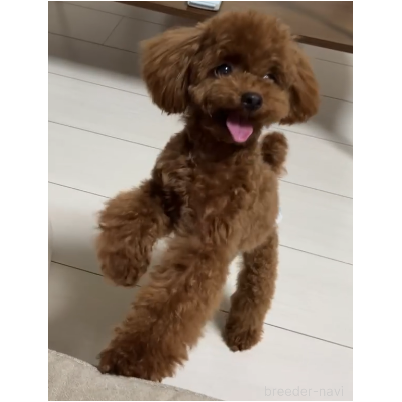 販売中の福岡県のティーカッププードル-449807の1枚目