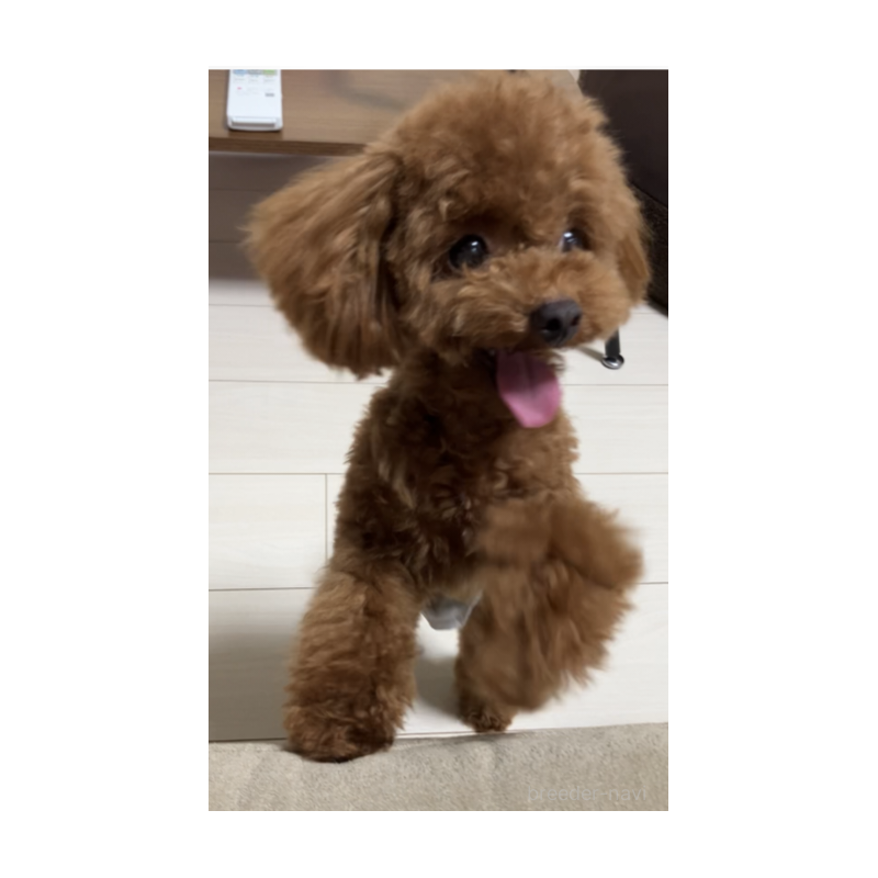 販売中の福岡県のティーカッププードル-449807の2枚目