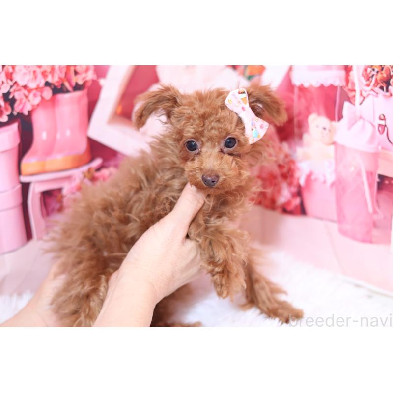 販売中の大阪府のティーカッププードル-449340