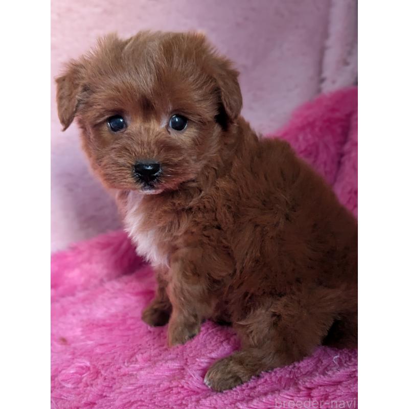 販売中の静岡県のミックス犬-449808の10枚目