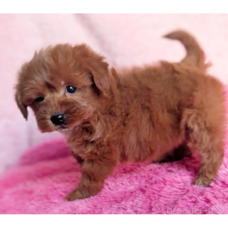 販売中の静岡県のミックス犬-449808の9枚目