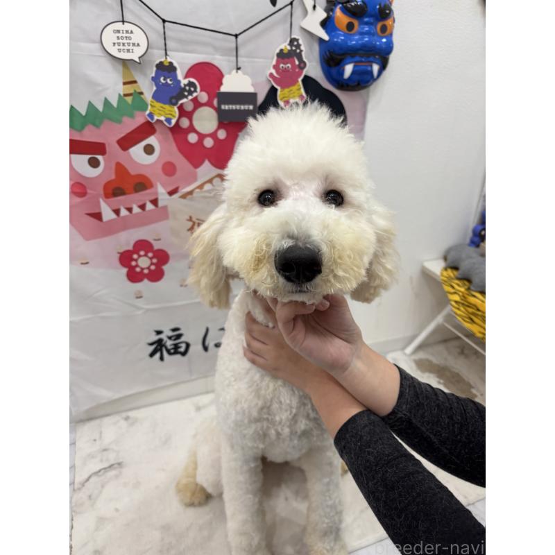 販売中の千葉県のスタンダードプードル-411068の2枚目