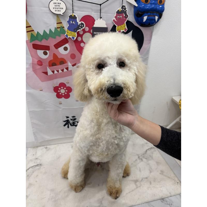 販売中の千葉県のスタンダードプードル-411075の3枚目