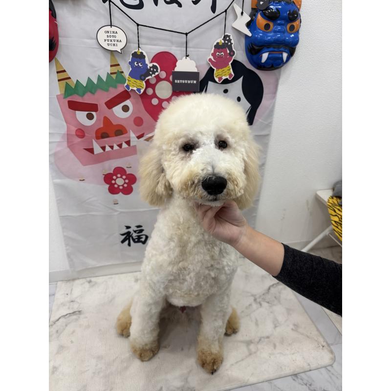 販売中の千葉県のスタンダードプードル-411075の2枚目