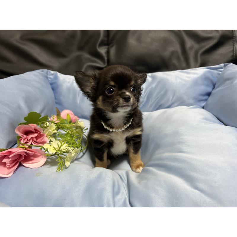 販売中の栃木県のチワワ(ロングコート)-449532の3枚目