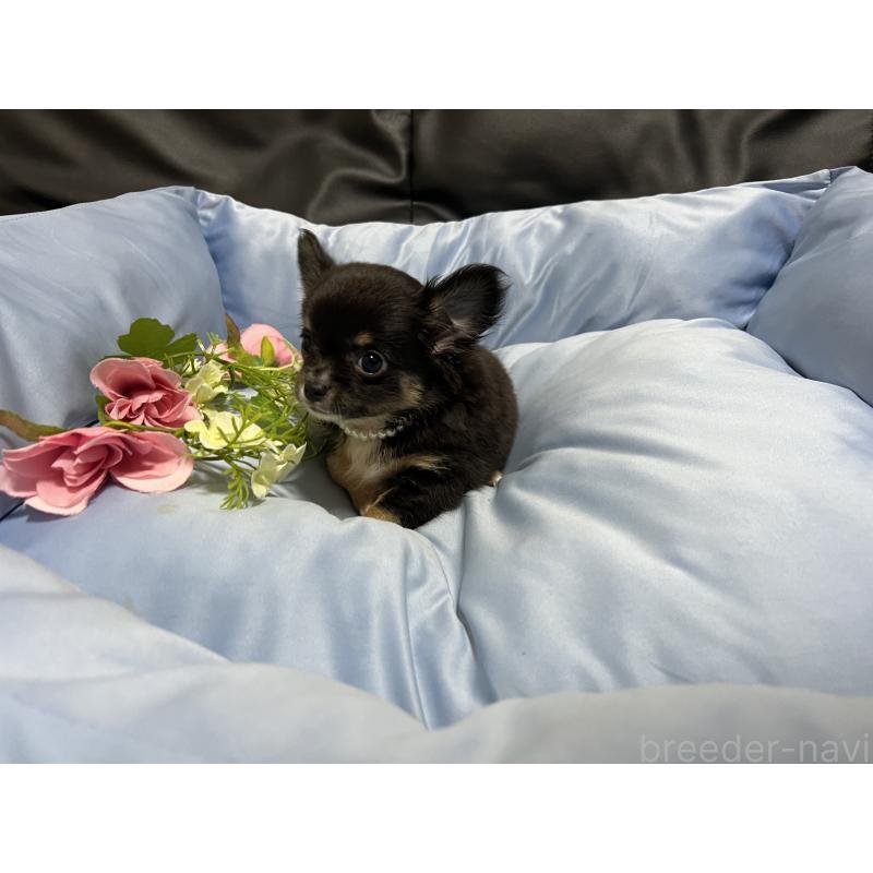 販売中の栃木県のチワワ(ロングコート)-449532の2枚目