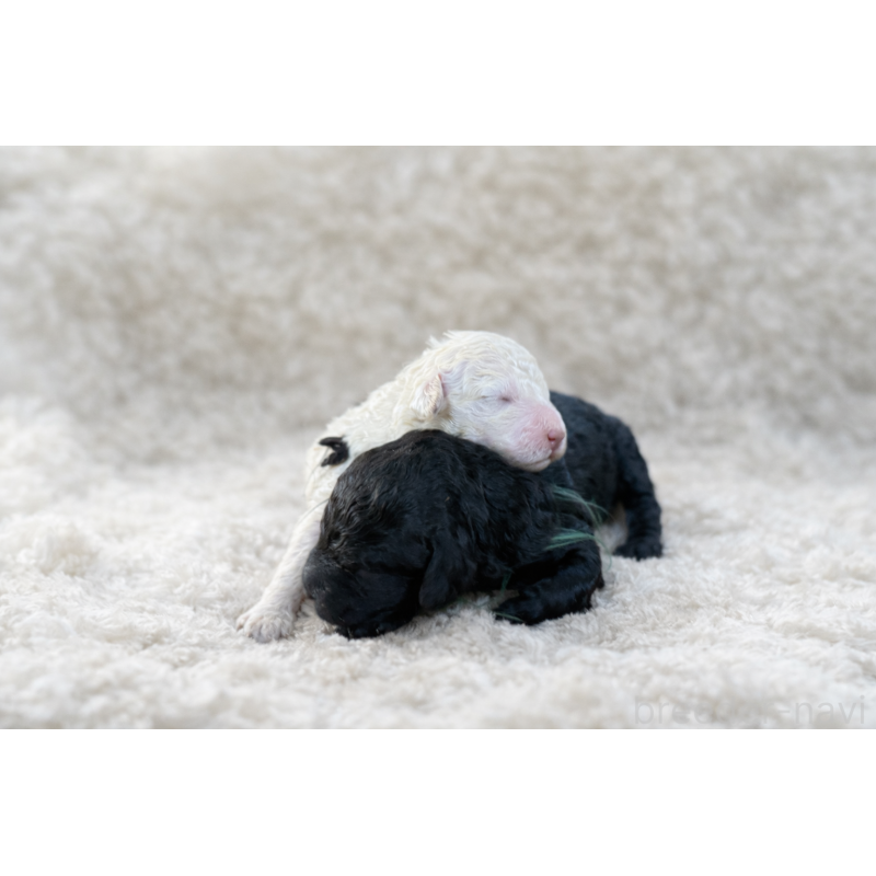 販売中の兵庫県のミディアムプードル-449534の3枚目