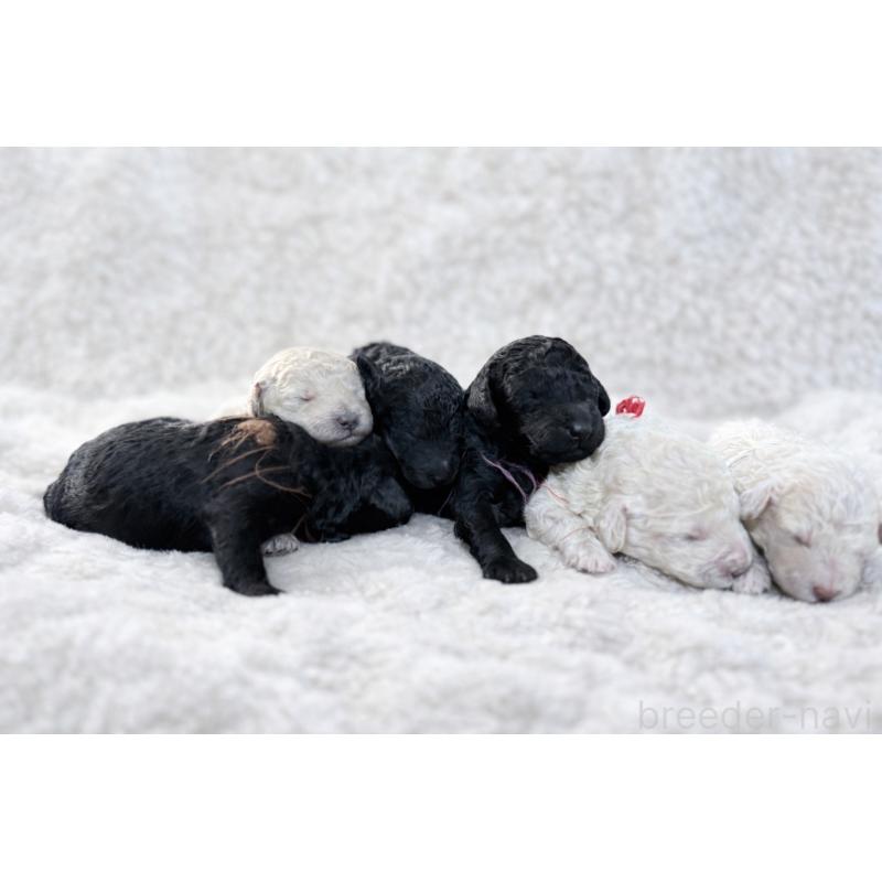 販売中の兵庫県のミディアムプードル-449534の2枚目