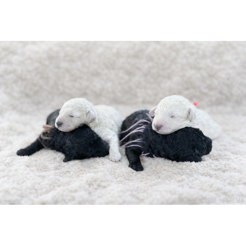 販売中の兵庫県のミディアムプードル-449535の3枚目