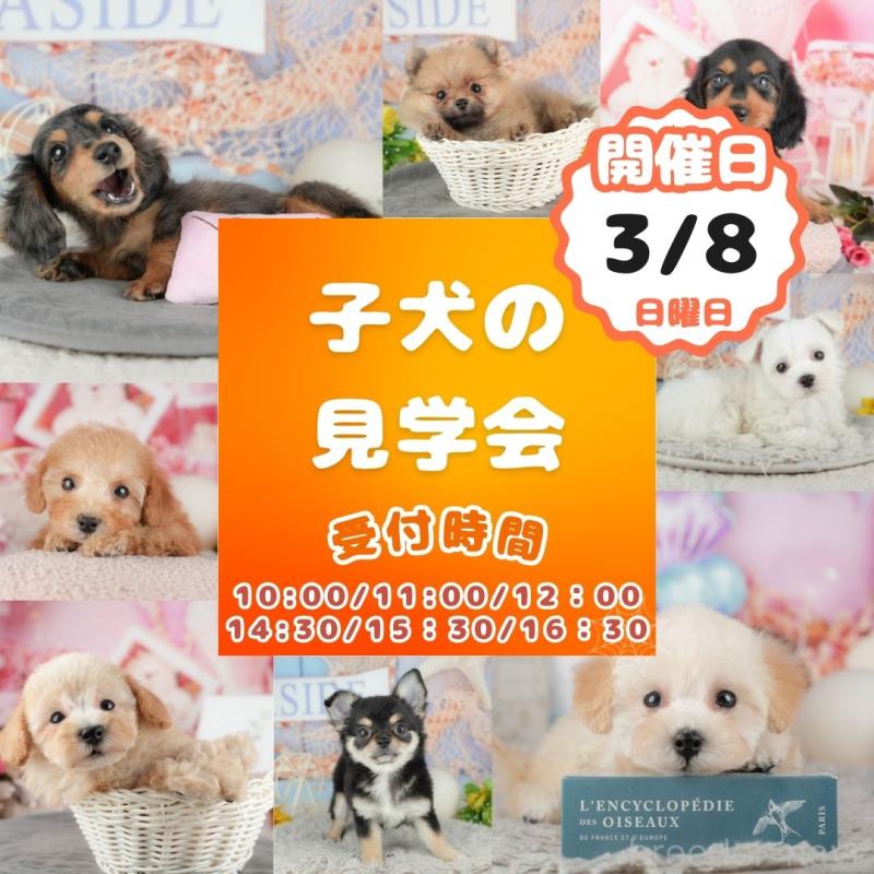 販売中の東京都のチワワ(ロングコート)-449269の3枚目