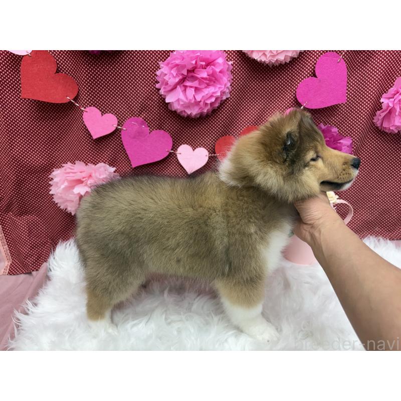 販売中の東京都のシェットランドシープドッグ(シェルティ)-449541の5枚目