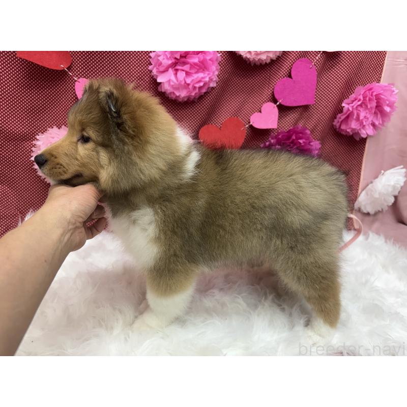 販売中の東京都のシェットランドシープドッグ(シェルティ)-449541の4枚目