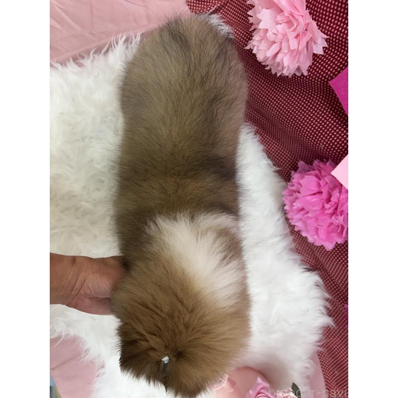 販売中の東京都のシェットランドシープドッグ(シェルティ)-449541の3枚目