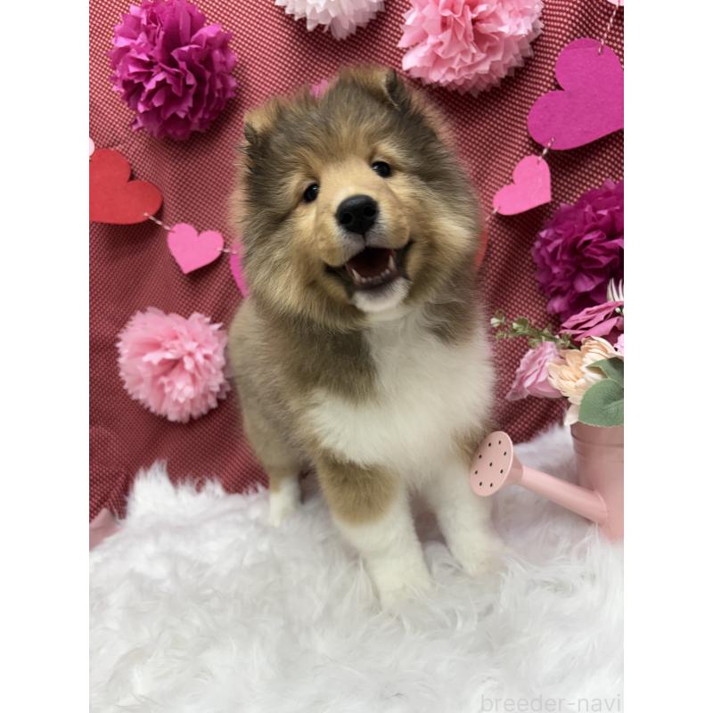 販売中の東京都のシェットランドシープドッグ(シェルティ)-449541の2枚目