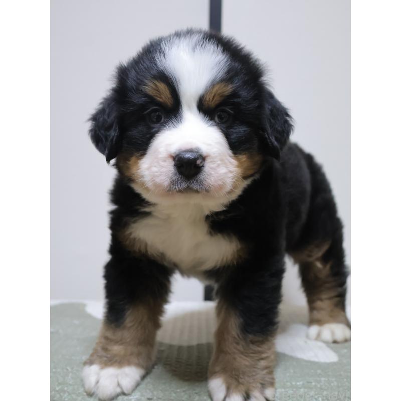 販売中の埼玉県のバーニーズマウンテンドッグ-449539の1枚目