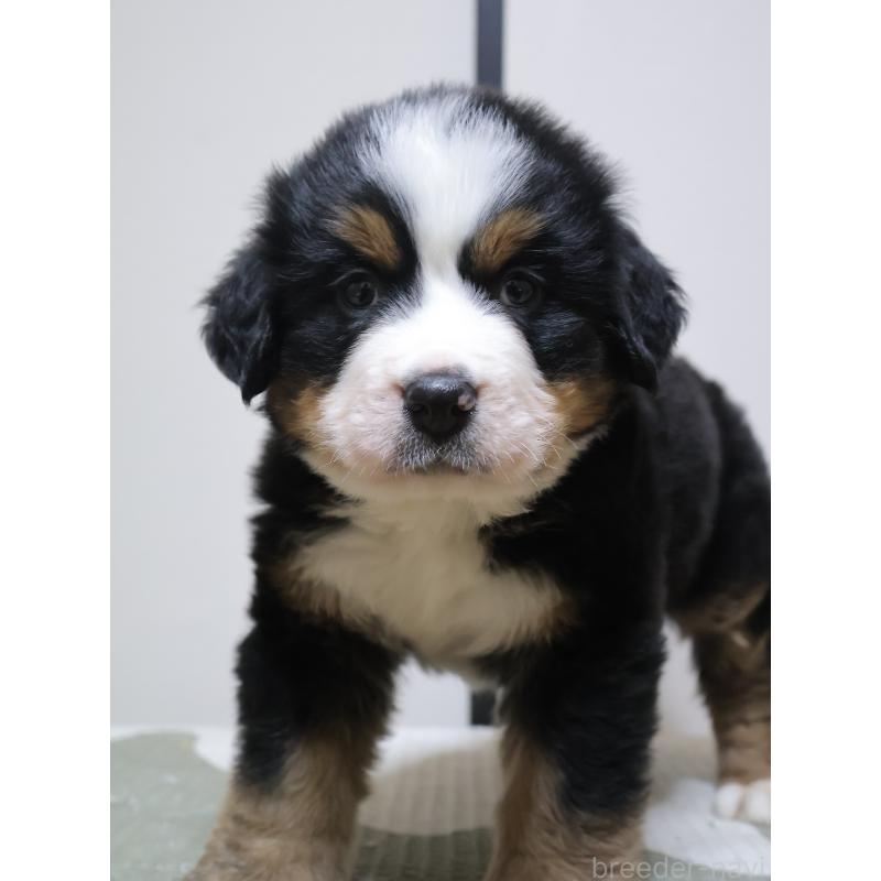 販売中の埼玉県のバーニーズマウンテンドッグ-449539の7枚目