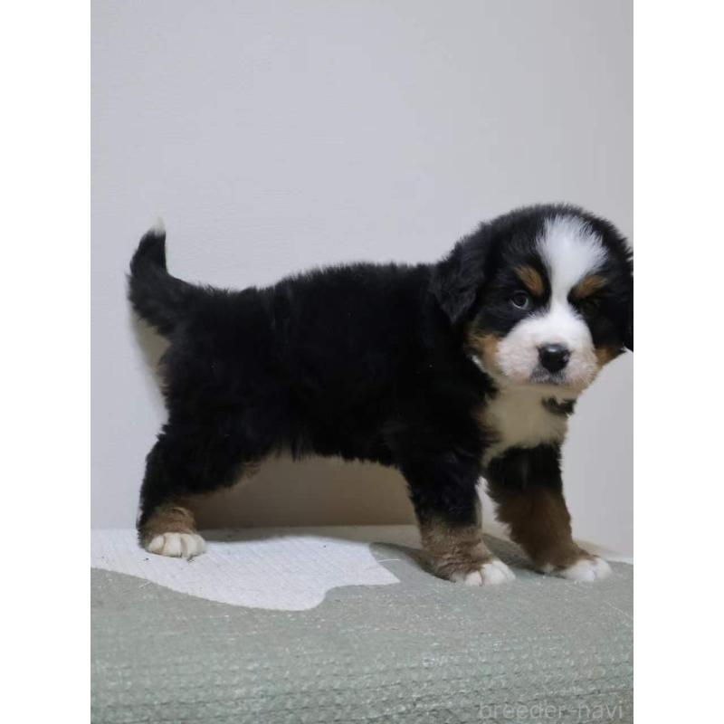 販売中の埼玉県のバーニーズマウンテンドッグ-449539の5枚目