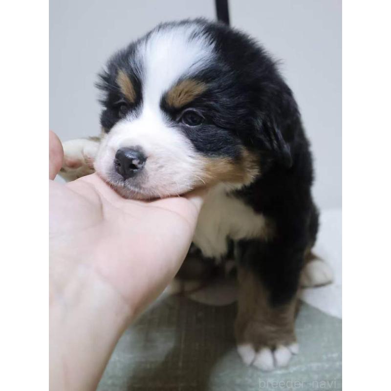 販売中の埼玉県のバーニーズマウンテンドッグ-449539の3枚目