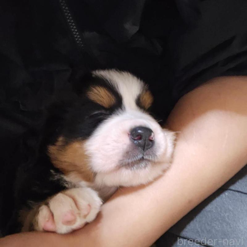 販売中の埼玉県のバーニーズマウンテンドッグ-449539の2枚目