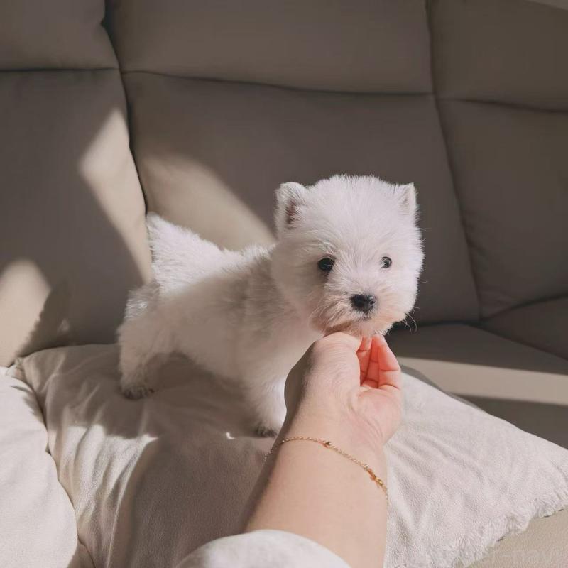 販売中の埼玉県のウエストハイランドホワイトテリア(ウエスティ)-449540の5枚目