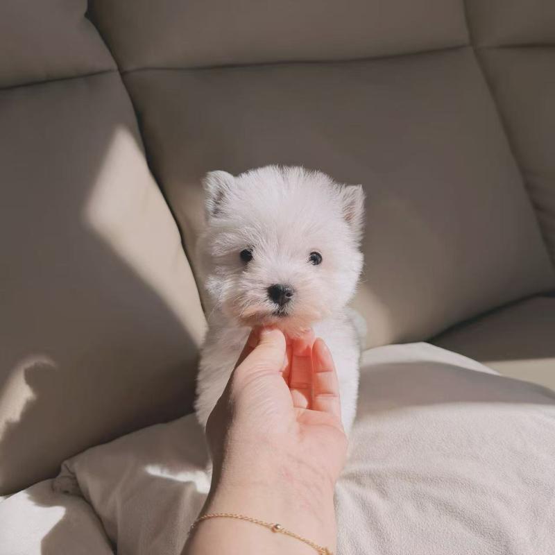 販売中の埼玉県のウエストハイランドホワイトテリア(ウエスティ)-449540の3枚目